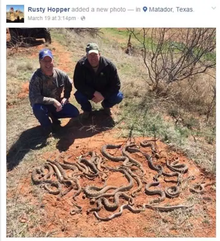 Texas Hunters Find 26 Rattlesnakes Under Their Deer Blind Pictures 002