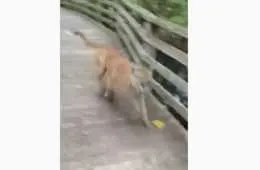 Woman In Florida Meets A Mountain Lion On A Bridge Featured