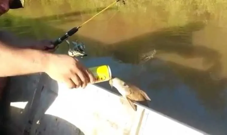 Fish Drinking A Beer Featured