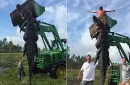 Florida Hunters Harvest A 15 Foot Long 800 Pound Alligator That Had Been Eating Their Cattle Featured