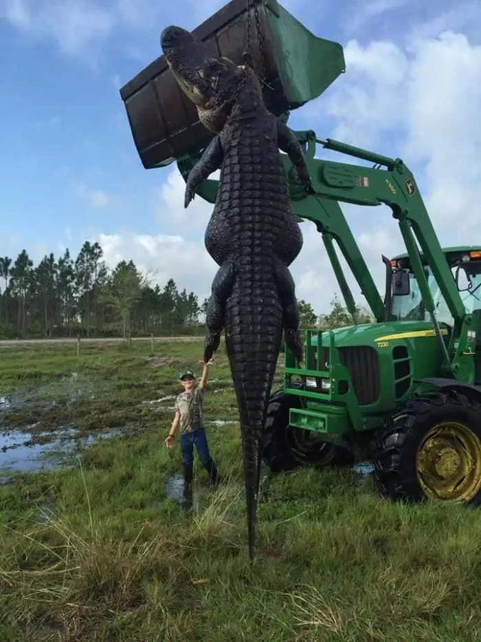 Florida Hunters Harvest A 15 Foot Long 800 Pound Alligator That Had Been Eating Their Cattle Pictures 001
