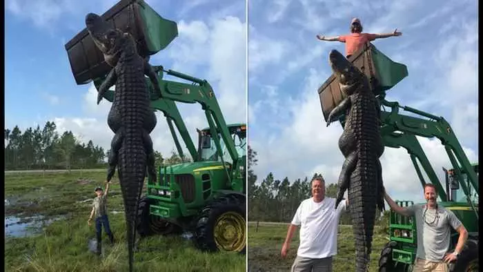 Florida Hunters Harvest A 15 Foot Long 800 Pound Alligator That Had Been Eating Their Cattle Pictures 002
