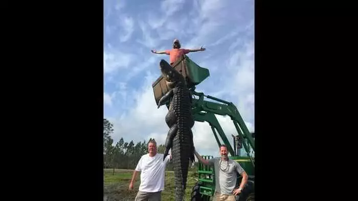 Florida Hunters Harvest A 15 Foot Long 800 Pound Alligator That Had Been Eating Their Cattle Pictures 003