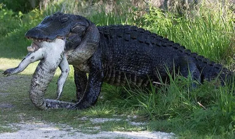 More Florida Alligator Craziness A Huge Alligator Eating Another Alligator Featured