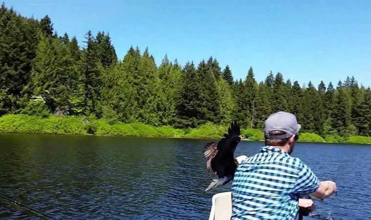 When A Bald Eagle Swoops Down And Steals Your Fish Featured