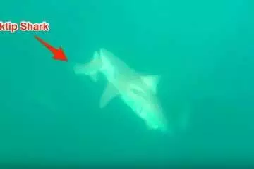 Florida Shark Bites Another Shark In Half Featured