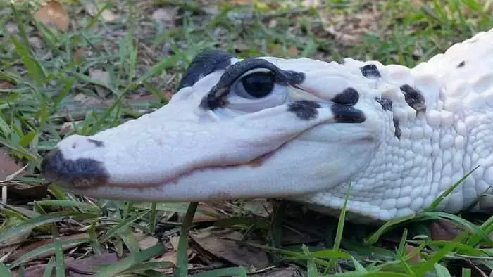 Snowball And Blizzard Meet The World'S First Piebald Alligator And An Extremely Rare Leucistic Alligator In Florida Pictures 002