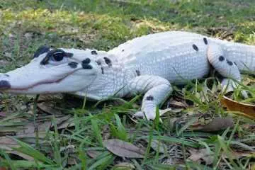 Snowball And Blizzard Meet The World'S First Piebald Alligator And An Extremely Rare Leucistic Alligator In Florida Pictures Featured