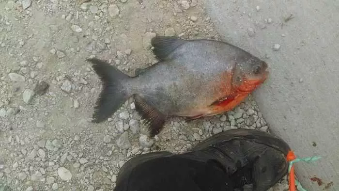 Angler Catches A Pacu On Lake Lake St. Clair In Michigan 001