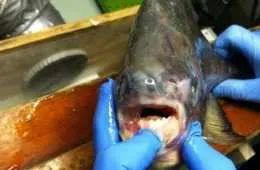 Angler Catches A Pacu On Lake Lake St. Clair In Michigan Featured