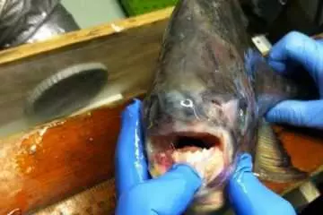 Angler Catches A Pacu On Lake Lake St. Clair In Michigan Featured