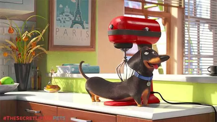 The Secret Life Of Pets  Funny Pictures And Quotes 021