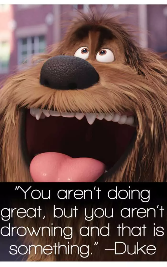 The Secret Life Of Pets  Funny Pictures And Quotes 023