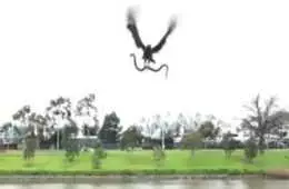 Hawk Catches And Throws A Huge Snake At A Family Having A Picnic Featured