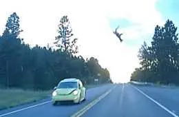 This Little Vw Bug Practically Punts This Deer 50 Feet In The Air Featured