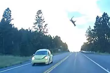 This Little Vw Bug Practically Punts This Deer 50 Feet In The Air Featured