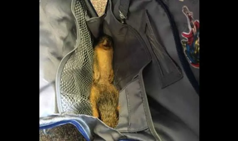 Thiskidtookadeadsquirreltoschoolandtoldhisprincipalitisformakingdumplingsfeatured