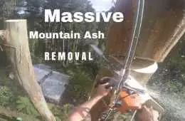 Great Gopro Footage Of A Guy Removing An Ash Tree  150 Feet In The Air