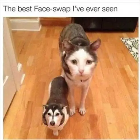 66 Funny Pictures Face Swap