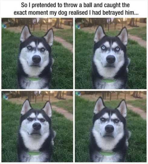 66 Funny Pictures Not Amused
