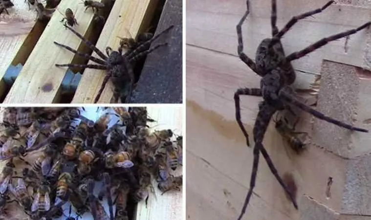 Honey Bees Attack And Kill A Huge Spider