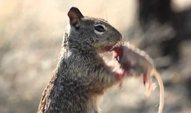 Squirreleatingamousefeatured