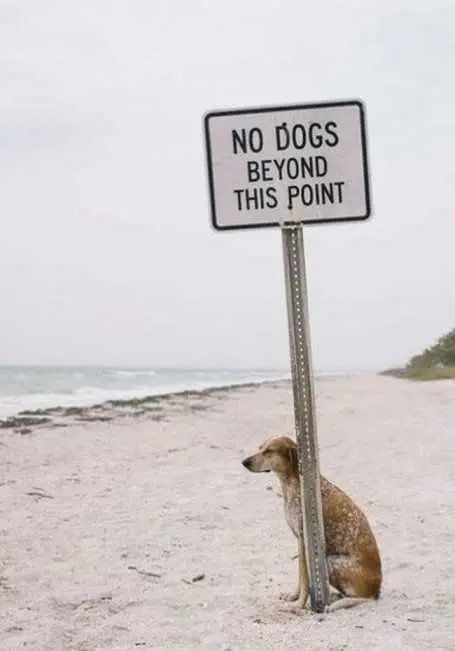 DogSittingByNoDogsAllowedSign