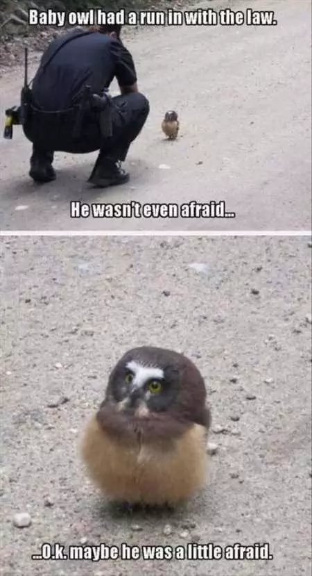 Funny Animal Pictures Youre Going To Love 037