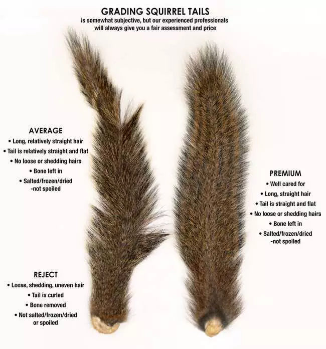 Hunt Squirrels Mepps Wants To Buy Your Squirrel Tails