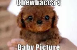 Super Funny And Cute Animal Pictures 026