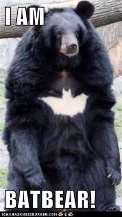 Bear Looks Like Batman