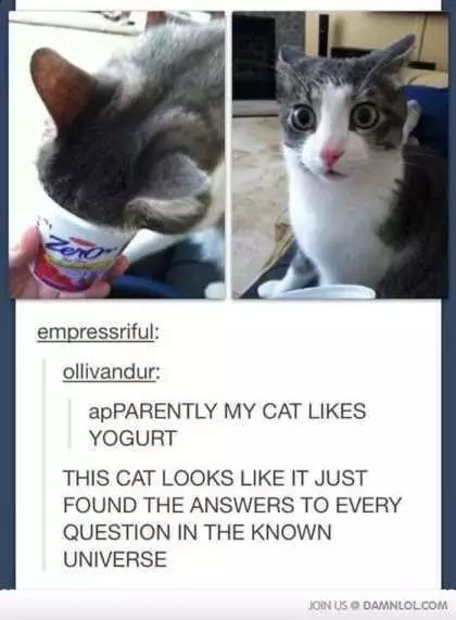 Cat Eating Yogurt