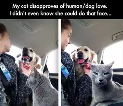 Cat Hates Dog Human Love