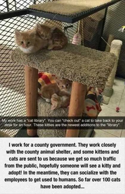 Cat Hotel Thing