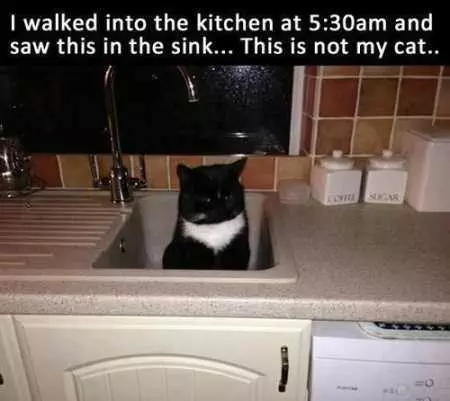 Cat In The Sink