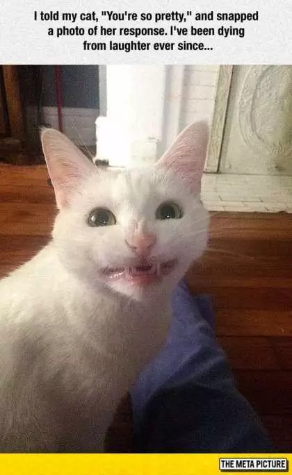 Cat Making Silly Face