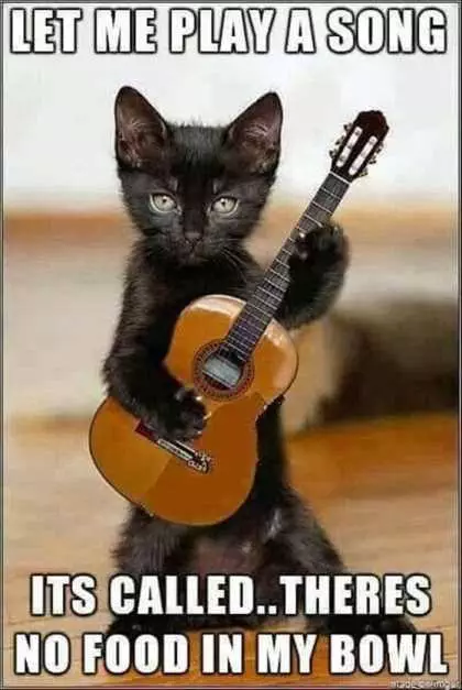 Cat Playing Tiny Guitar