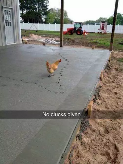 Chickenwalkingonwetconcrete