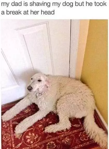 Dog With Shaved Head