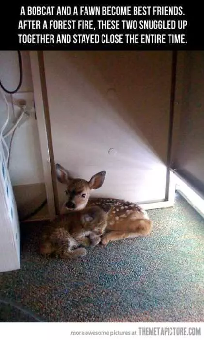 Fawn And Baby Bobcat Snuggling