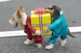 Funnylittledogcostume 28 Super Funny Pictures