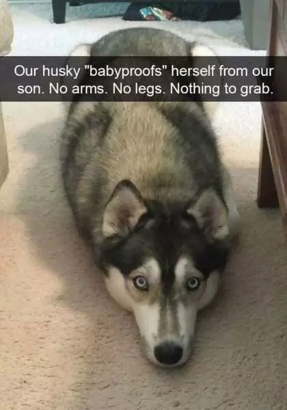 Husky Laying On The Ground Funny
