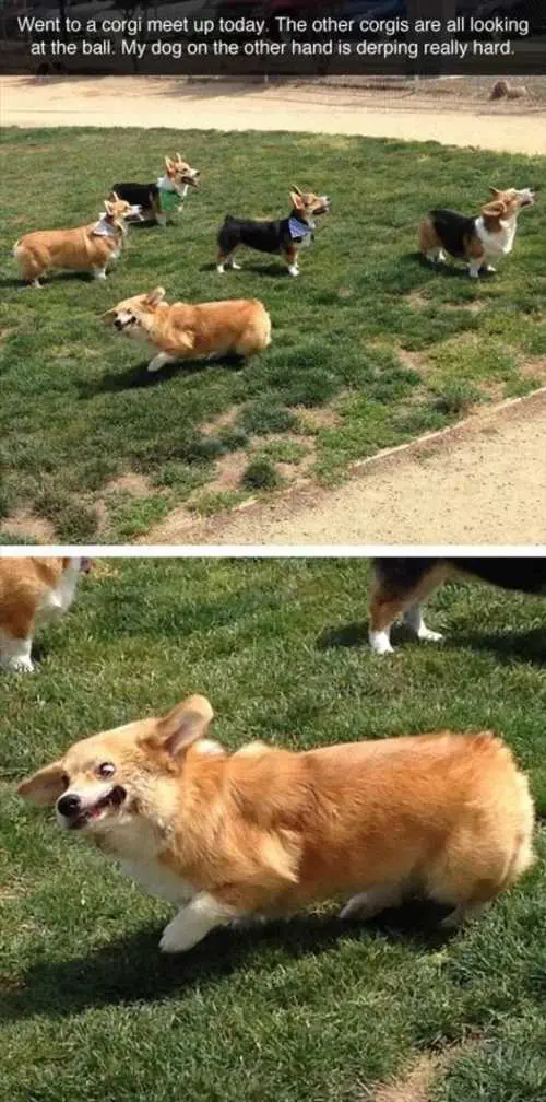 LittleDogsPlayingOutside