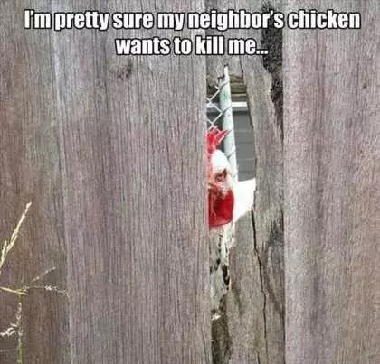 My Neighbors Chicken Wants To Kill Me