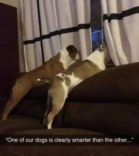 Two Dogs Looking Out The Window