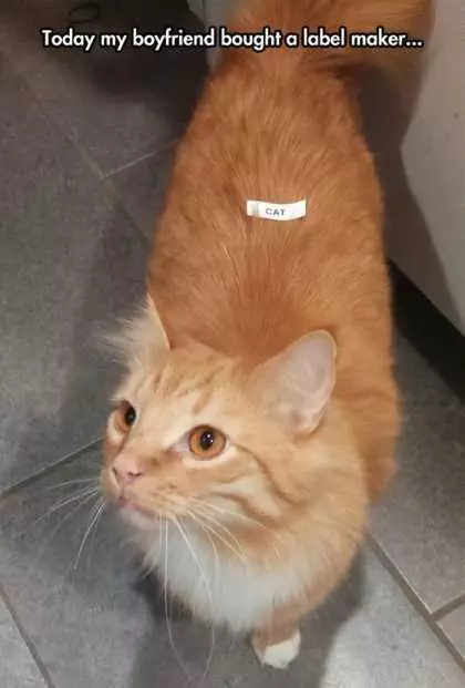 Used The Label Maker On The Cat