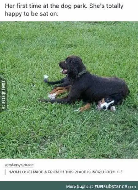 Absolutely Hilarious Animal Pictures 015