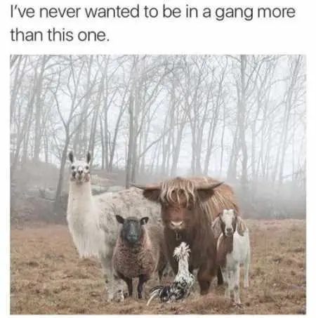 Absolutely Hilarious Animal Pictures 029