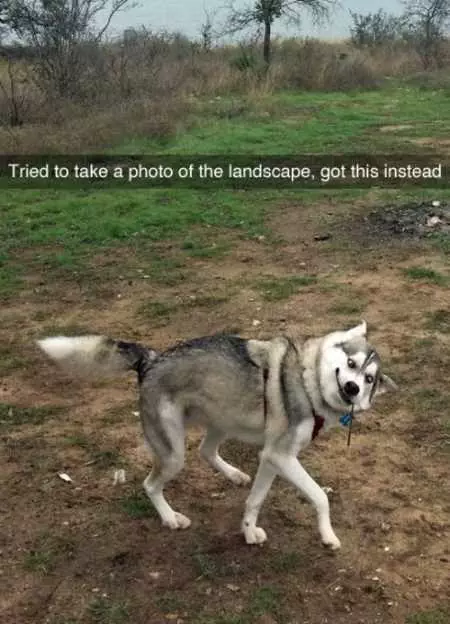 Funny Animals Youre Sure To Love 006