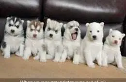 Funny Animals You'Re Sure To Love 019